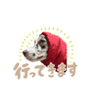 Aimer♂（個別スタンプ：12）