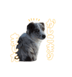 Aimer♂（個別スタンプ：14）