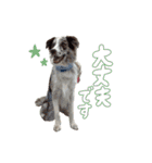 Aimer♂（個別スタンプ：16）