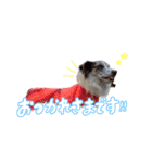 Aimer♂（個別スタンプ：17）