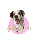 Aimer♂（個別スタンプ：19）