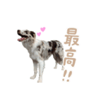 Aimer♂（個別スタンプ：21）