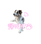 Aimer♂（個別スタンプ：22）