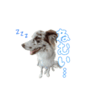 Aimer♂（個別スタンプ：23）