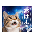 宇宙猫で会話しよう！【メッセージver】（個別スタンプ：1）