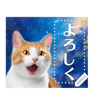 宇宙猫で会話しよう！【メッセージver】（個別スタンプ：4）