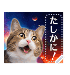 宇宙猫で会話しよう！【メッセージver】（個別スタンプ：5）