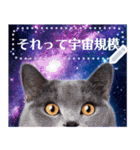 宇宙猫で会話しよう！【メッセージver】（個別スタンプ：8）