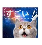 宇宙猫で会話しよう！【メッセージver】（個別スタンプ：11）