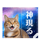 宇宙猫で会話しよう！【メッセージver】（個別スタンプ：13）