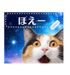 宇宙猫で会話しよう！【メッセージver】（個別スタンプ：16）