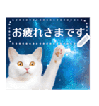 宇宙猫で会話しよう！【メッセージver】（個別スタンプ：17）