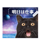 宇宙猫で会話しよう！【メッセージver】（個別スタンプ：18）