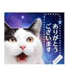 宇宙猫で会話しよう！【メッセージver】（個別スタンプ：19）