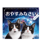 宇宙猫で会話しよう！【メッセージver】（個別スタンプ：24）