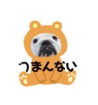 ブルドッグまめ LINEスタンプ！（個別スタンプ：1）