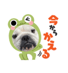 ブルドッグまめ LINEスタンプ！（個別スタンプ：2）