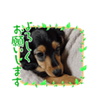 まろ犬モコの毎日Stamp（個別スタンプ：7）