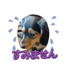 まろ犬モコの毎日Stamp（個別スタンプ：8）