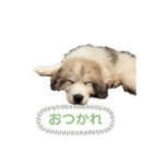 グレートピレニーズのラム(パピー)（個別スタンプ：2）