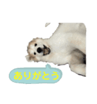 グレートピレニーズのラム(パピー)（個別スタンプ：3）