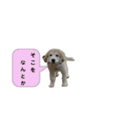 グレートピレニーズのラム(パピー)（個別スタンプ：7）