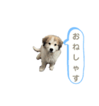 グレートピレニーズのラム(パピー)（個別スタンプ：8）