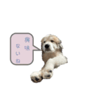 グレートピレニーズのラム(パピー)（個別スタンプ：9）