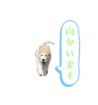 グレートピレニーズのラム(パピー)（個別スタンプ：10）
