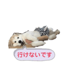 グレートピレニーズのラム(パピー)（個別スタンプ：11）