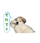 グレートピレニーズのラム(パピー)（個別スタンプ：12）