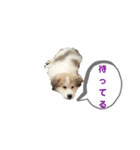 グレートピレニーズのラム(パピー)（個別スタンプ：13）