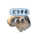 グレートピレニーズのラム(パピー)（個別スタンプ：14）