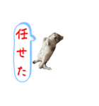 グレートピレニーズのラム(パピー)（個別スタンプ：16）