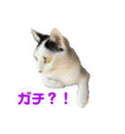 ピーチ・オ・レ（個別スタンプ：3）