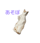 ピーチ・オ・レ（個別スタンプ：6）