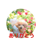 えいるいワンコ挨拶（個別スタンプ：2）