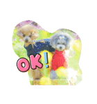 えいるいワンコ挨拶（個別スタンプ：10）