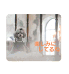 えいるいワンコ挨拶（個別スタンプ：26）