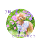 お友だちワンコレオ（個別スタンプ：3）