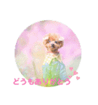 お友だちワンコレオ（個別スタンプ：5）