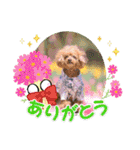 お友だちワンコレオ（個別スタンプ：7）