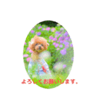 お友だちワンコレオ（個別スタンプ：12）