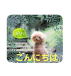 お友だちワンコレオ（個別スタンプ：21）
