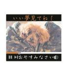 お友だちワンコレオ（個別スタンプ：23）