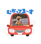 お友だちワンコレオ（個別スタンプ：37）