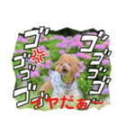 お友だちワンコレオ（個別スタンプ：38）