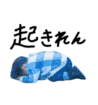 星來やで☺︎（個別スタンプ：23）