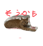 猫のケンちゃん 返事編（個別スタンプ：7）