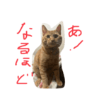 猫のケンちゃん 返事編（個別スタンプ：8）